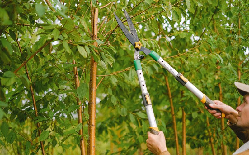 Tree trimming in Boswell, IN