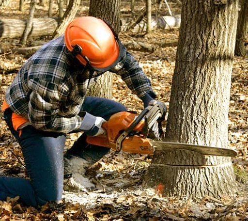 Tree Removal in Boswell, IN